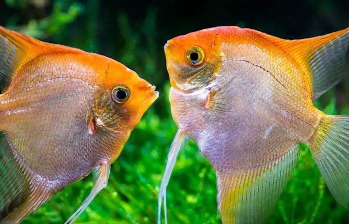Austin Aquarium Fish - Angelfish Picture 6