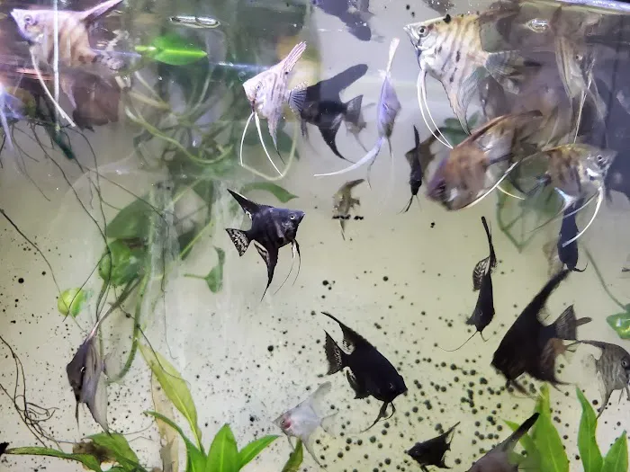 Austin Aquarium Fish - Angelfish Picture 7