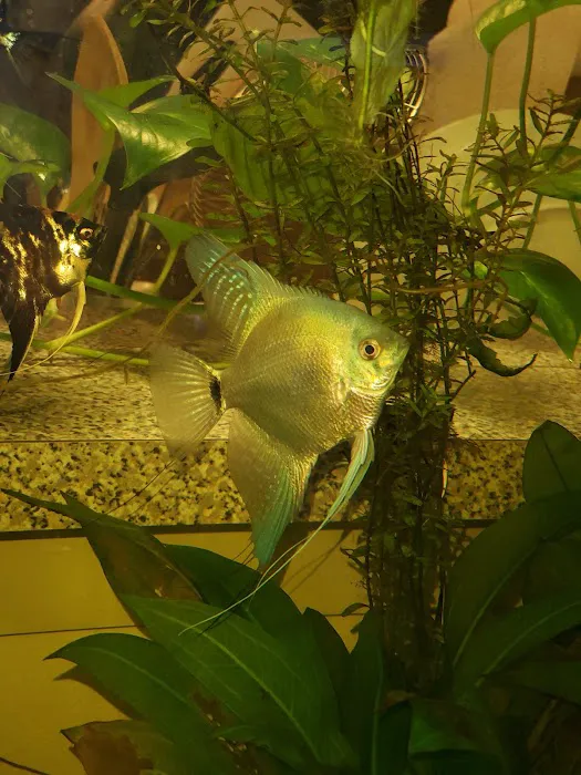 Austin Aquarium Fish - Angelfish Picture 8