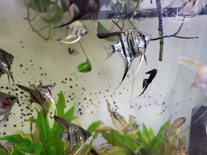Austin Aquarium Fish - Angelfish Picture 9