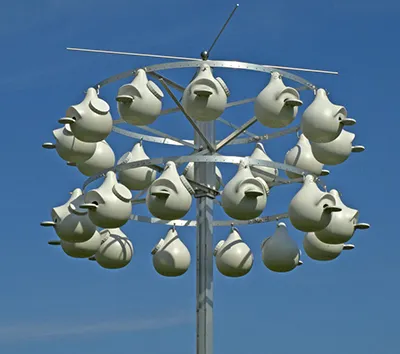 Purple Martin Propagators Picture 1