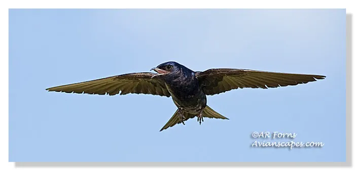 Purple Martin Propagators Picture 2