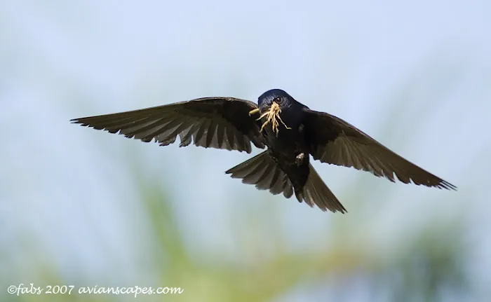 Purple Martin Propagators Picture 4