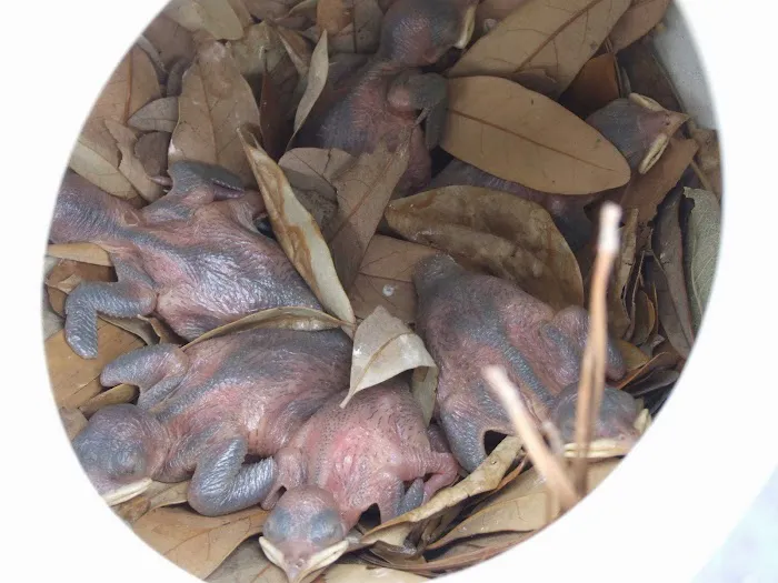 Purple Martin Propagators Picture 6