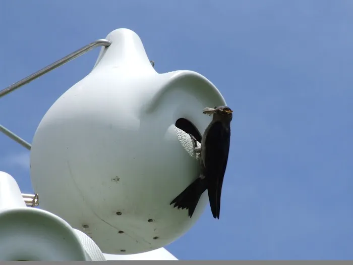 Purple Martin Propagators Picture 7
