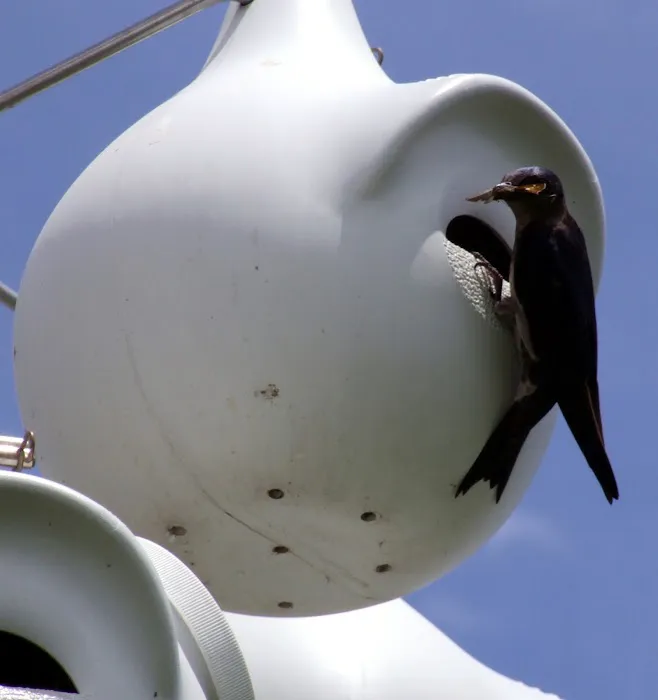 Purple Martin Propagators Picture 10