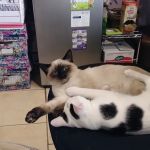 Valley Veterinary Hospital