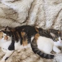 West Frederick Veterinary Hospital ico