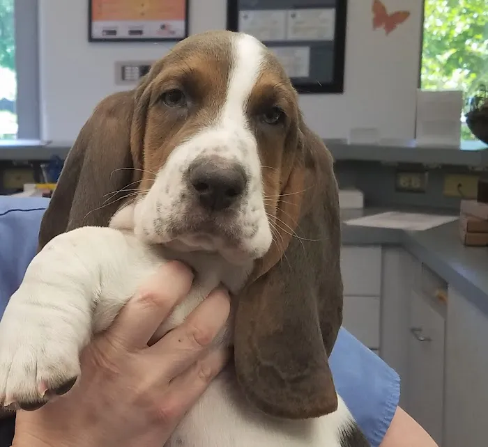 West Frederick Veterinary Hospital Picture 9