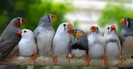 Austin Urban Finches Picture 1