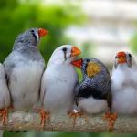Austin Urban Finches