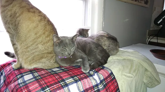 Boonsboro Veterinary Hospital Picture 6
