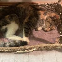Boonsboro Veterinary Hospital ico