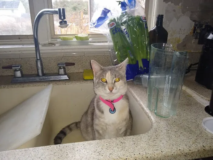 Boonsboro Veterinary Hospital Picture 8