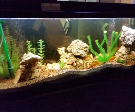 River City Aquatics