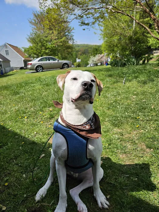 CARE Veterinary Center, A Thrive Pet Healthcare Partner Picture 8