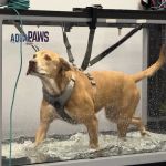 CARE Veterinary Center, A Thrive Pet Healthcare Partner
