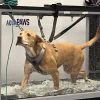 CARE Veterinary Center, A Thrive Pet Healthcare Partner ico