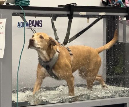 CARE Veterinary Center, A Thrive Pet Healthcare Partner
