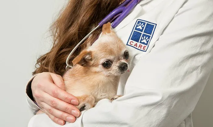CARE Veterinary Center, A Thrive Pet Healthcare Partner Picture 4