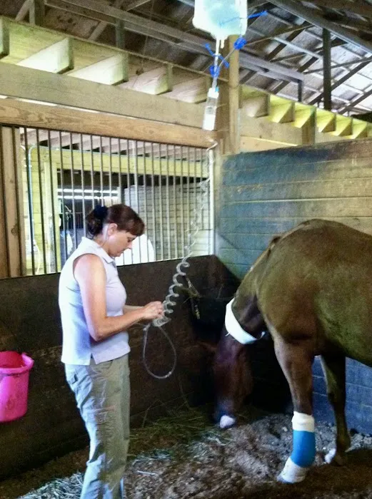 Horizon Equine Vet Services LLC Picture 2
