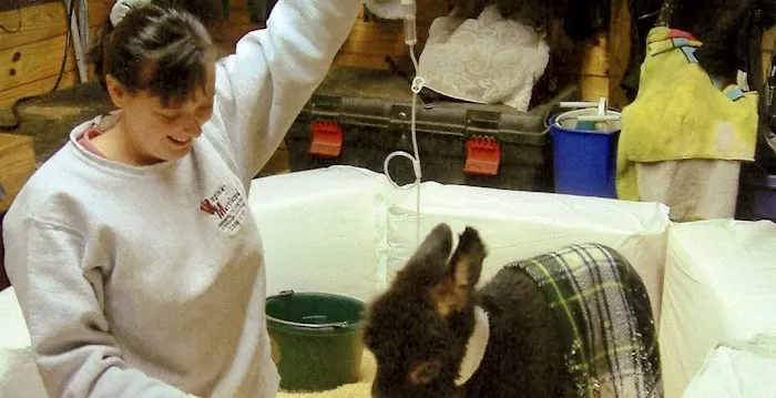 Horizon Equine Vet Services LLC Picture 1
