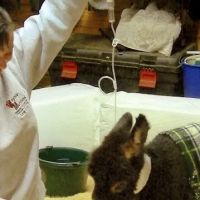Horizon Equine Vet Services LLC ico