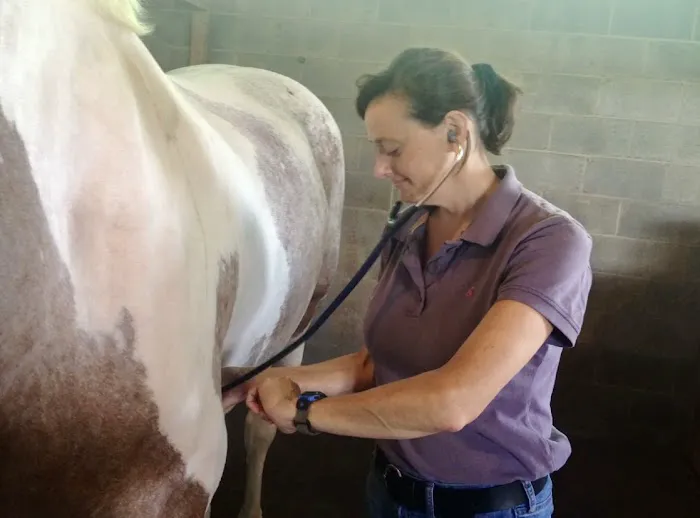 Horizon Equine Vet Services LLC Picture 3