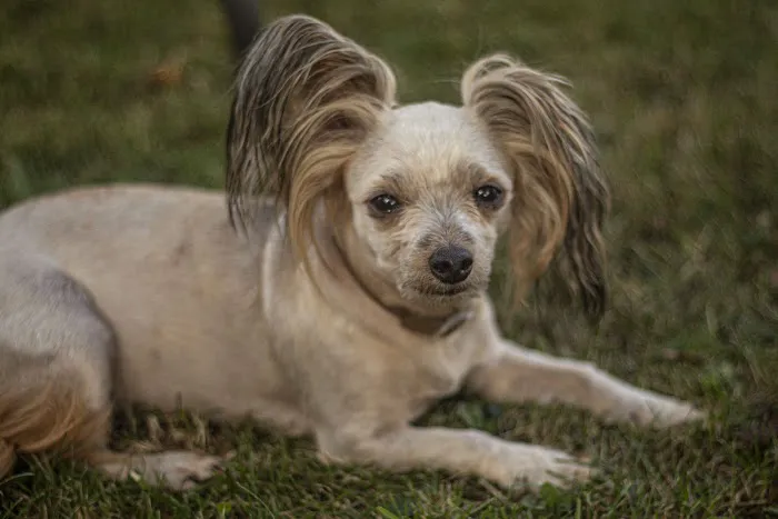 Promise Animal League Picture 3