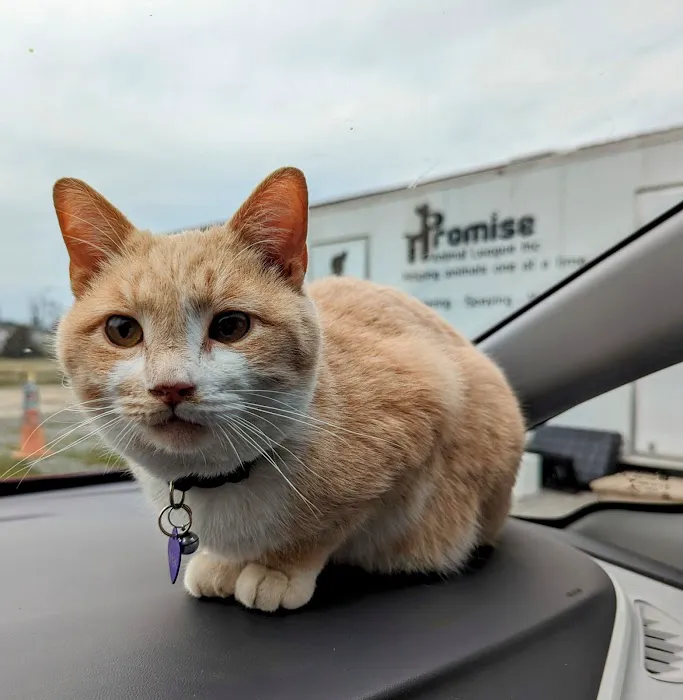 Promise Animal League Picture 4