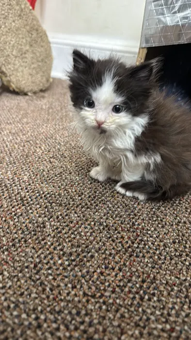 Promise Animal League Picture 6