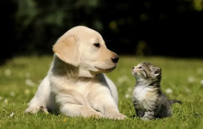 PetShield Picture 1