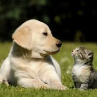 PetShield ico