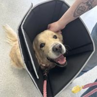 Prospect Veterinary Clinic ico