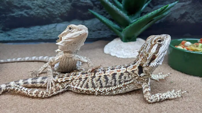 Petco Picture 3