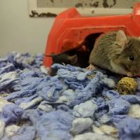 Petco ico