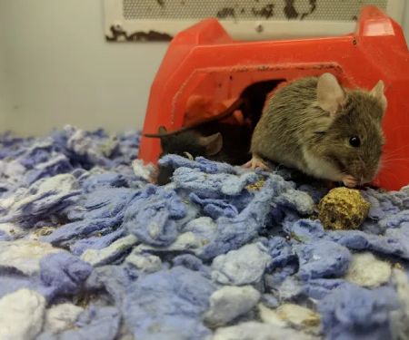 Petco