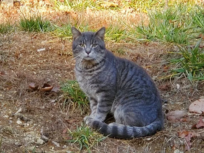 Mountain View Animal Emergency Picture 6