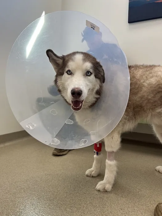 Mountain View Animal Emergency Picture 7