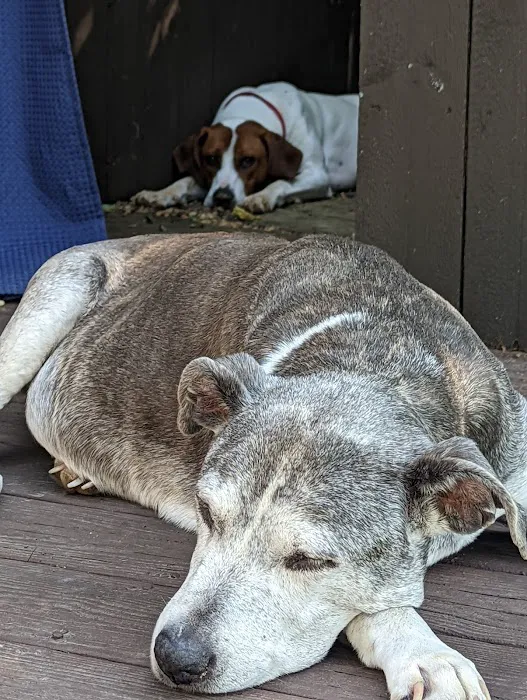 Mountain View Animal Emergency Picture 5