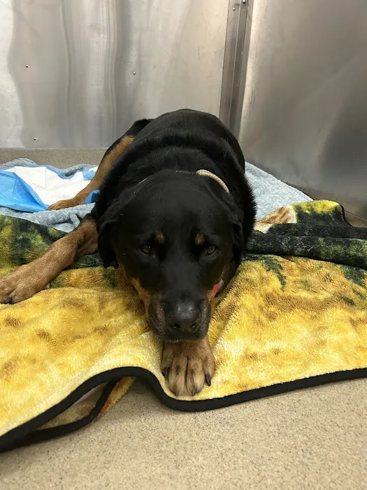 Mountain View Animal Emergency Picture 2