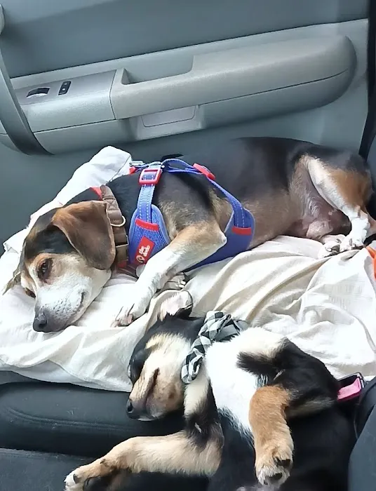 Mountain View Animal Emergency Picture 10