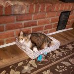 Mountain View Animal Emergency