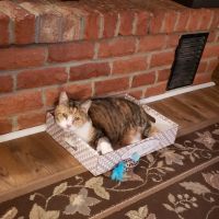 Mountain View Animal Emergency ico