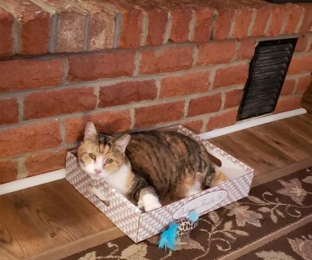 Mountain View Animal Emergency