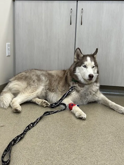 Mountain View Animal Emergency Picture 8