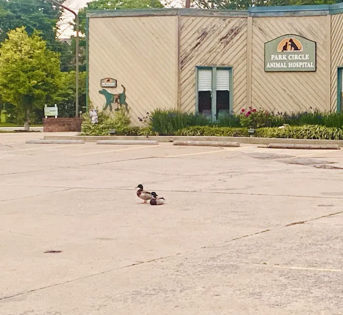 Park Circle Animal Hospital Picture 5