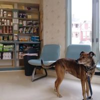 Park Circle Animal Hospital ico