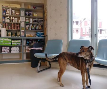 Park Circle Animal Hospital