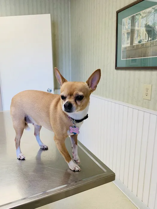 Park Circle Animal Hospital Picture 8